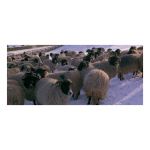 Cumbria greeting card - Sheep in the Snow - blank for your own message