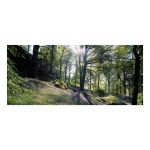 Cumbria greeting card - Bluebell Wood - blank for your own message