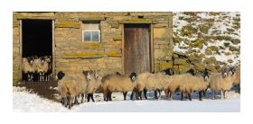 Yorkshire Dales greeting card - Sheep - blank for your own message