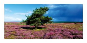 Yorkshire Moors greeting card - Heather - blank for your own message
